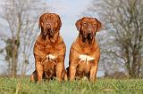 DOGUE DE BORDEAUX 108